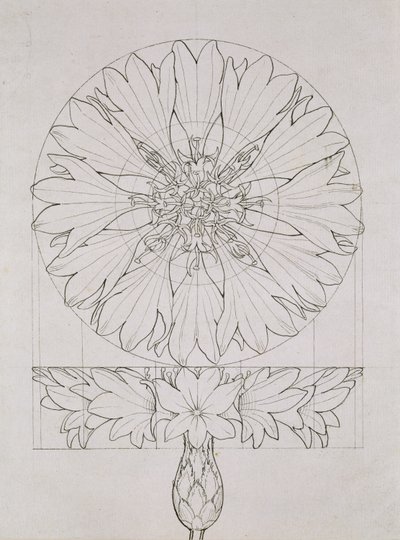 コーンフラワーの研究、1808（紙にペンとインク） 作： Philipp Otto Runge